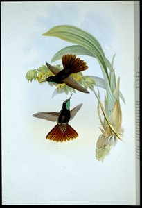 Kobberhale (Metallura Cupreicauda) (håndfarget litho) av John (after) Gould