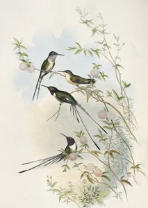 Coras skjærhale (håndfarget litho) av John (after) Gould