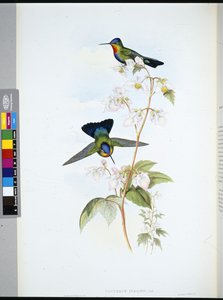 Costa-Ricansk kolibri (Panterpeinsignis) (håndfarget litho) av John (after) Gould