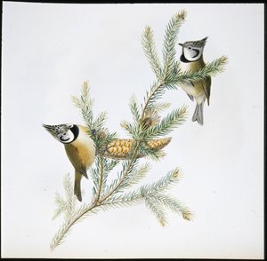 Toppmeis (Parus Cristatus) (håndfarget litho) av John (after) Gould