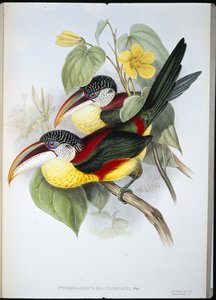 Krøllete Aracari (Pteroglossus Beauharnaisi) (håndfarget litho) av John (after) Gould