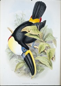 Cuviers tukan (Ramphastos Cuvieri) (håndfarget litho)