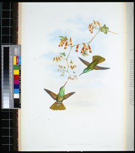 D'Oca's Amazilia (amazilia ocai) (håndfarget litho)