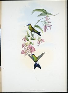 D'Ordigny's Puff-leg (Eriocnemis D'Orbignyi) (håndfarget bilde) av John (after) Gould