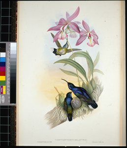 De-Lattre's Sabre-wing (campylopterus Delattrei) (håndfarget litho)
