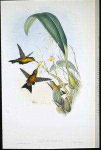 Derby's Puff-leg (Eriocnemis Derbianus) av John (after) Gould