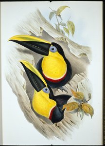Tvilsom tukan (Ramphastos Ambiguus) (håndfarget litho) av John (after) Gould