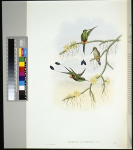 Ecuador Racket-hale (spathura solstitialis) (håndfarget litho) av John (after) Gould