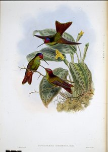 Ecuadoriansk regnbue (Diphagane Hesperus) (håndfarget litho) av John (after) Gould