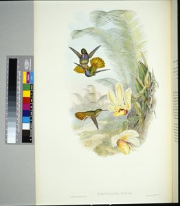 Elicias gylne hale (chrysuronia eliciae) (håndfarget litho) av John (after) Gould