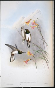 Estellas bakkestjernekolibri (Oreotrochilus Estella) (håndfarget litho) av John (after) Gould
