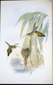 Eurynome Eremitt (Phaethornis Eurynome) (håndfarget litho) av John (after) Gould