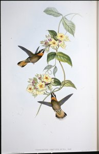 Fawn-tailed Pigghals-kolibri (Threnetes Cervinicauda) (håndfarget litho) av John (after) Gould