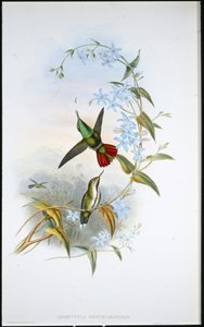 Brennende avokett (Avocettula Recurvirostris) (håndfarget litho) av John (after) Gould