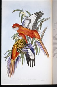 Fiery Parakeet (platycercus ignitus) (håndfarget litho)