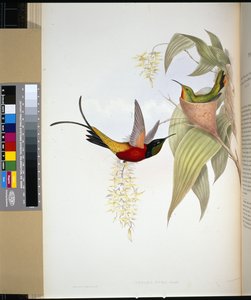 Fiery Topaz (topaza pyra) (håndfarget litho) av John (after) Gould