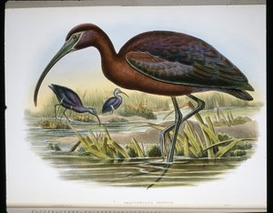 Glanset steinbukk (Falcinellus Igneus) (farget gravering) av John (after) Gould