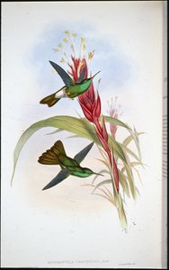 Golden-tailed Plumeleteer (Hypuroptila Urochrysia) (håndfarget litho) av John (after) Gould