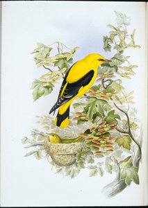 Golden Oriole (Oriolus Galbula) (håndfarget litho) av John (after) Gould