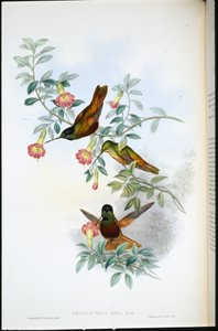 Gylden stjerne-frontlet (Helianthea Eos) (håndfarget litho) av John (after) Gould
