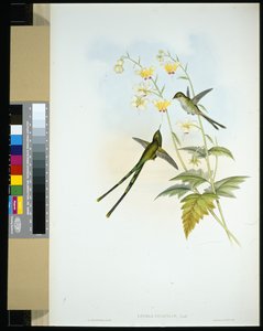 Grasiøs togbærer (lesbia gracilis) (håndfarget litho) av John (after) Gould