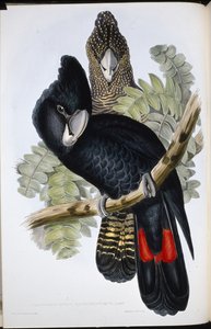 Stor nebbkakadu (Calyptorhynchus Macrorhynchus) (håndfarget litho) av John (after) Gould
