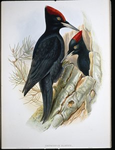 Stor svart spett (Dryocopus Martius) (håndfarget litho)
