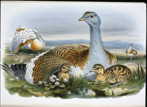 Stor bustard (Otis Tarda) (håndfarget litho) av John (after) Gould