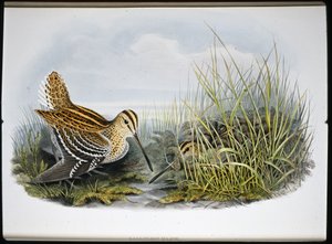 Great Snipe (Gallinaco Major) (håndfarget litho) av John (after) Gould