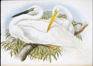 Great White Egret (Herodias Alba) (håndfarget litho) av John (after) Gould