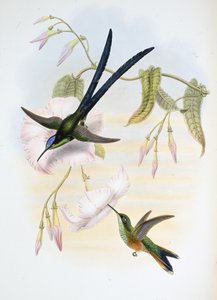 Stor gaffelhalekolibri (Hylonymphia Macrocerca) (håndfarget litho) av John (after) Gould