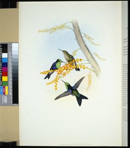 Grønnkronede Panoplites (thalurania verticeps) (håndfarget litho) av John (after) Gould