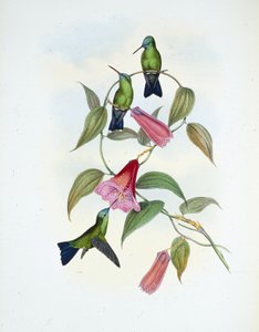 Grønn og blå safir (eucephala smaragdocaerulea) (håndfarget litho) av John (after) Gould