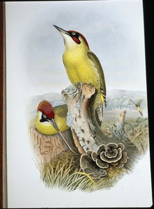 Grønn spett (Gecinus Viridis) (håndfarget litho) av John (after) Gould