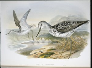 Greenshank (Glottis Canescens) (håndfarget litho) av John (after) Gould
