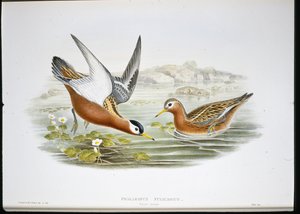 Grå Phalarope (Phalaropus Fulicarius) (håndfarget litho) av John (after) Gould