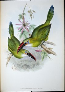 Groove-Bill Toucan (Aulacorhamphus Sulcatus) (håndfarget litho) av John (after) Gould