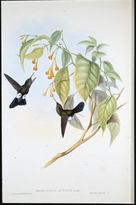 Hoary Puff-leg (Eriocnemis Lugens) (håndfarget litho) av John (after) Gould