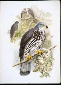 Honey Buzzard (Apiuorus Varnish) (håndfarget litho)
