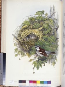 Husspurv (Passer domesticus) (håndfarget litho)