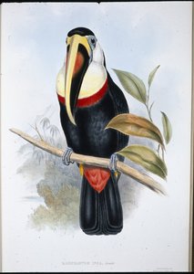 Inca Toucan (Ramphastos inica) (håndfarget litho) av John (after) Gould