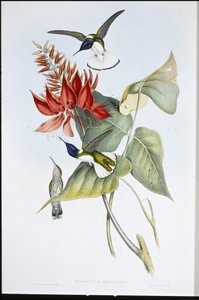 Jacobin (Florisuga Mellivora) (håndfarget litho) av John (after) Gould