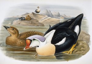 Kongeand (Somateria Spectabilis) (håndfarget litho)