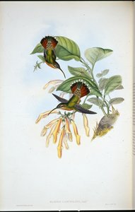 Lancelolate Eremitt (Glaucis Lanceolata) (håndfarget litho) av John (after) Gould