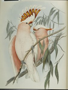 Leadbeaters kakadu (Cacatua Leadbeateri) (håndfarget litho) av John (after) Gould