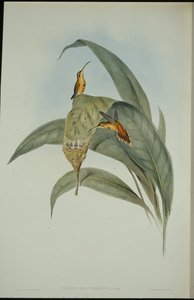 Lille eremitt (Phaethornis eremita) (håndfarget litho)