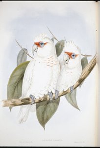 Langnebbkakadu (Licmetis Nasicus) (håndfarget litho) av John (after) Gould