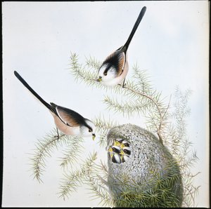 Langhalemeis (Mecistura Caudata) (håndfarget litho) av John (after) Gould