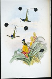 Fantastisk kolibri (Loddigesia Mirabilis) (håndfarget litho) av John (after) Gould