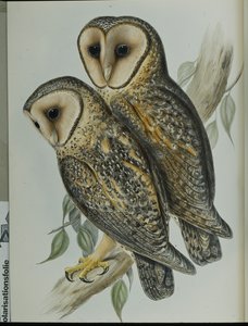 Maskert perleugle (Strix Personata) (håndfarget litho) av John (after) Gould